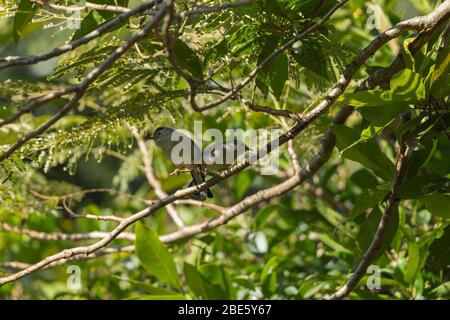 Blauflügelige Minla Actinodura cyanouroptera, erwachsenes Paar, zusammengekauert in Walddach, Tai Po Kau, Hongkong, Januar Stockfoto