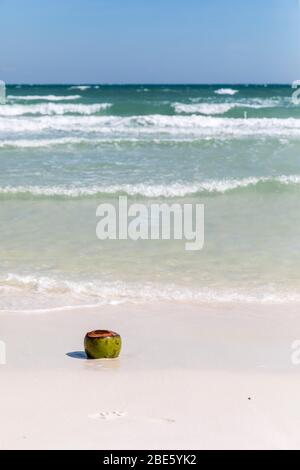 Frisch geschnittene Kokosnuss auf weißem Sand, Koh Rong Samloem, Kambodscha. Stockfoto