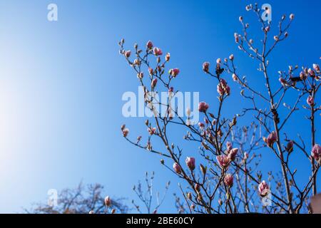 Magnolienblumen. Baum blüht mit rosa Blüten im Frühlingsgarten. Zweig in Blüte. April Landschaft im Park Stockfoto