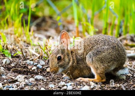 Der junge New England Cottontail Hase gräbt ein Loch in den Boden, um ein Schmutzbad zu nehmen. Stockfoto