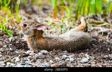 Junger New England Cottontail Hase, der nach einem Schmutzbad auf dem Boden liegt. Stockfoto