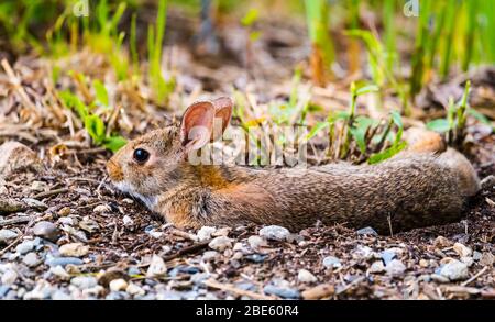 Junger New England Cottontail Hase, der nach einem Schmutzbad auf dem Boden liegt. Stockfoto