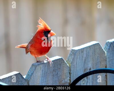 Roter Kardinalvogel, Wildtier, in der Natur auf einem Holzzaun mit weichem Holzhintergrund stehend, mit seinen Federn oben auf h stehen Stockfoto