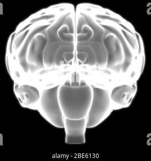 Gehirn ist ein Teil der Anatomie des menschlichen Körpers Zentralnervensystem. 3D Stockfoto