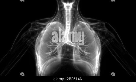 Lunge ein Teil des Human Respiratory System Anatomy 3D-Renderings Stockfoto
