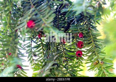 Reifung der Beeren auf einer immer grünen Nadeleibe Stockfoto