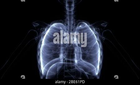 Lunge ein Teil des Human Respiratory System Anatomy 3D-Renderings Stockfoto