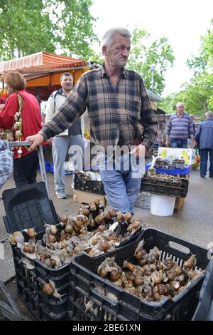 Split, Dalmatien Region/Crovatia - 05.14.2016. Man verkauft essbare Schnecken in einem Basar. Kisten mit Schnecken im Vordergrund. Stockfoto