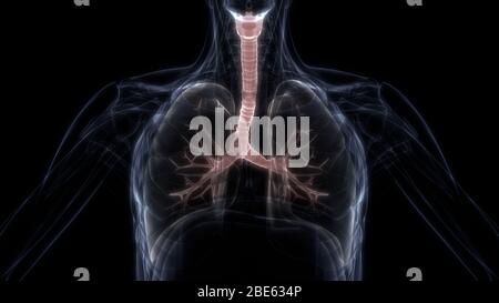 Lunge ein Teil des Human Respiratory System Anatomy 3D-Renderings Stockfoto