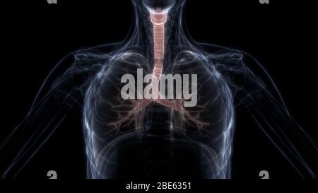 Lunge ein Teil des Human Respiratory System Anatomy 3D-Renderings Stockfoto