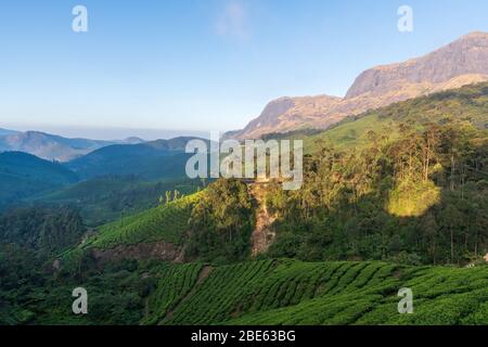 Die wunderschönen Teestandschaften und die sich abzeichnenden Hügel in der schönen Stadt Munnar in Kerala, Indien. Das schöne Morgenlicht beleuchtet einen Teil der Szene. Stockfoto