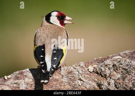 Der Europäische Goldfink (Carduelis carduelis) liegt auf einem Felsen in der Natur und isst Vogelfutter Stockfoto