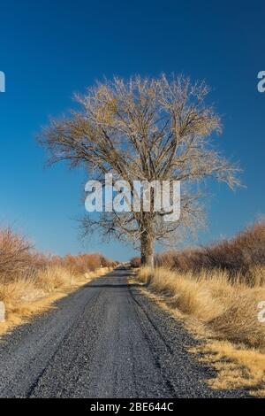 Cottonwood Baum im Oktober entlang der Centre Patrol Road in Malheur National Wildlife Refuge, Oregon, USA Stockfoto