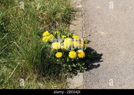 Im Frühjahr wachsen gelbe Löwenzahn an der Seitenlinie Stockfoto