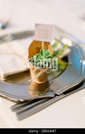 Sukkulent. Hochzeitsgeschenk. Umgeben von Kraftpapier und grünen Blattgrün. Stockfoto