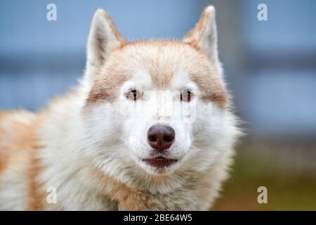 Husky Hund Outdoor-Porträt. Lustige Haustiere beim gehen vor dem Schlittenhundrennen. Stockfoto