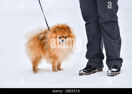 Pommerscher Spitzhund, hübscher kleiner Hund, Winterhintergrund im Freien. Spitz Walking mit Besitzer. Stockfoto