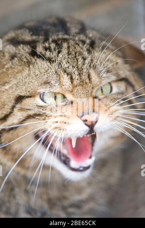 Ein gefangen aber rein schottischer Wildkatze knurrend in Trotz. Stockfoto