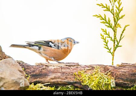 Buchfink, männlicher Buchfink, in einem britischen Garten Stockfoto