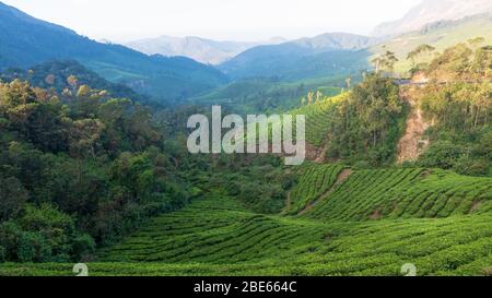 Blick auf die üppigen grünen Teestände von Munnar im Morgenlicht. Ein Blick auf das schöne Tal. Stockfoto