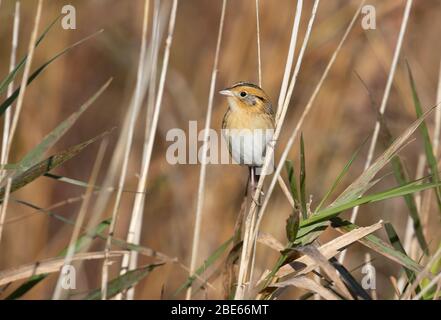 Leconte's Sparrow 14. Oktober 2019 Good Earth State Park, South Dakota Stockfoto