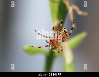 Marbled Orb Weaver 14. September 2019 Brandon, SD Stockfoto