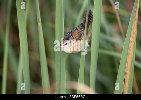 Marsh Wren 14. September 2019 Minnehaha County, South Dakota Stockfoto