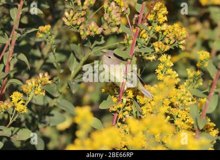 Orange-gekrönter Warbler 14. Oktober 2019 Blood Run State Park, Lincoln County, South Dakota Stockfoto