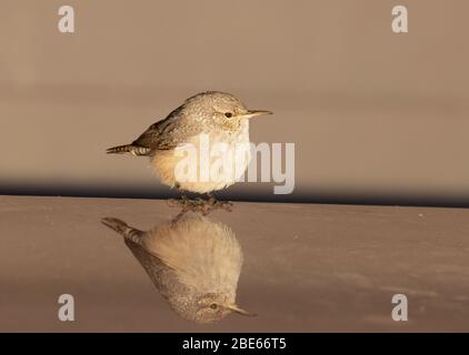 Rock Wren 14. Oktober 2019 Blood Run State Park, Lincoln County, South Dakota Stockfoto