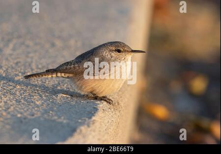 Rock Wren 14. Oktober 2019 Blood Run State Park, Lincoln County, South Dakota Stockfoto