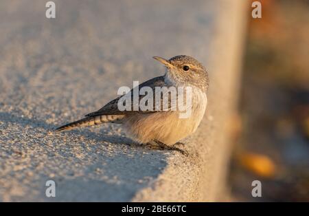 Rock Wren 14. Oktober 2019 Blood Run State Park, Lincoln County, South Dakota Stockfoto