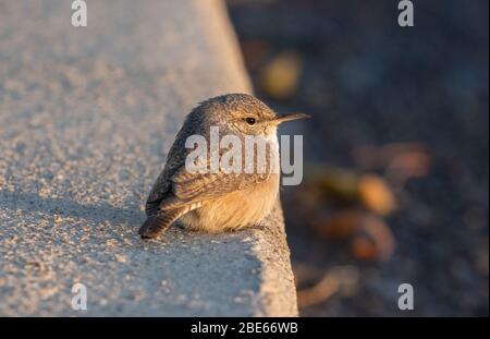 Rock Wren 14. Oktober 2019 Blood Run State Park, Lincoln County, South Dakota Stockfoto