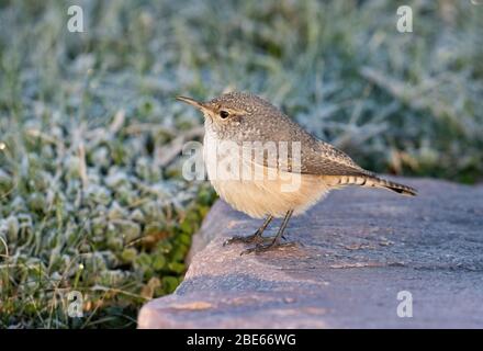 Rock Wren 14. Oktober 2019 Blood Run State Park, Lincoln County, South Dakota Stockfoto