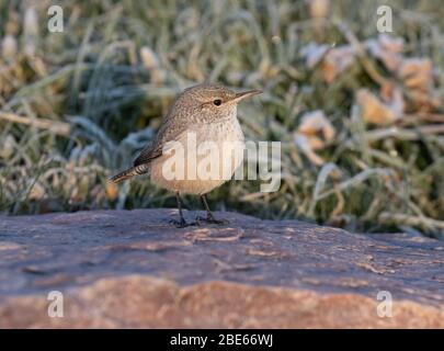 Rock Wren 14. Oktober 2019 Blood Run State Park, Lincoln County, South Dakota Stockfoto