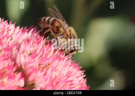 WESTERN Honey Bee 18. September 2019 Perry Naturgebiet in der Nähe von Sioux Falls, SD Stockfoto