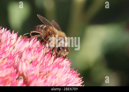 WESTERN Honey Bee 18. September 2019 Perry Naturgebiet in der Nähe von Sioux Falls, SD Stockfoto