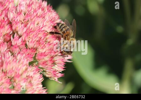 WESTERN Honey Bee 18. September 2019 Perry Naturgebiet in der Nähe von Sioux Falls, SD Stockfoto