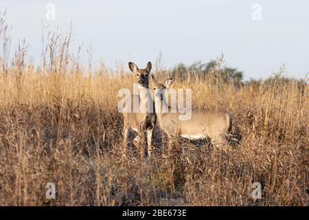 Weißschwanzhirsch (Odocoileus virginianus) - Herbstgrasland Stockfoto