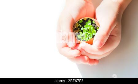 Grüne Sämlinge in einer Eierschale in Kinderhände auf weißem Hintergrund, Copyspace Stockfoto