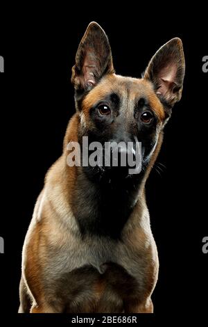 Hunderasse Malinois im Studio Stockfoto