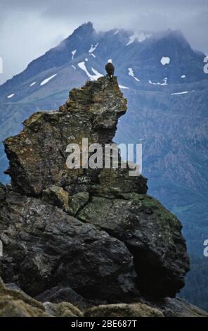 Weißkopfseeadler auf einem zerklüfteten Felsen thront über dem Meer sucht nach Fischen, Kachemak Bay State Park, Sadie Cove, Homer, Alaska, USA Stockfoto