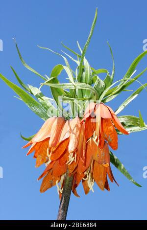 Eine farbenfroh blühende Kaiserkrone (Fritillaria imperialis), aus der Lilienfamilie eine bunte blühende Kaiserkrone (Fritillaria imperialis), aus der Fa Stockfoto