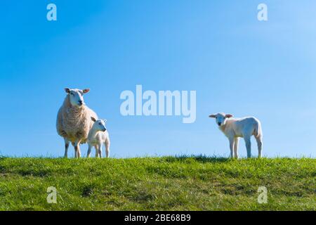 Schafe mit zwei Lämmern auf einem holländischen Deich Stockfoto