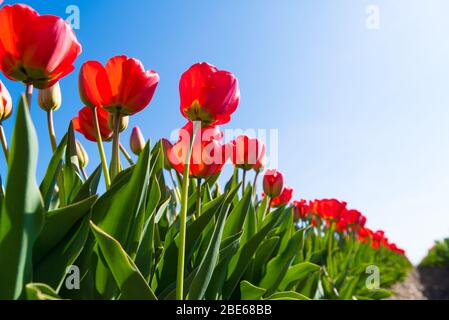 Schöne blühende rote Tulpen von unten gesehen Stockfoto