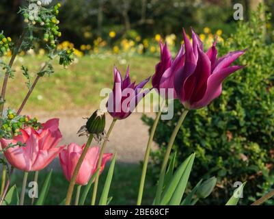 Lila und rosa Tulpen mit weichem Sonnenlicht im Frühjahr in Metz France Moselle Stockfoto