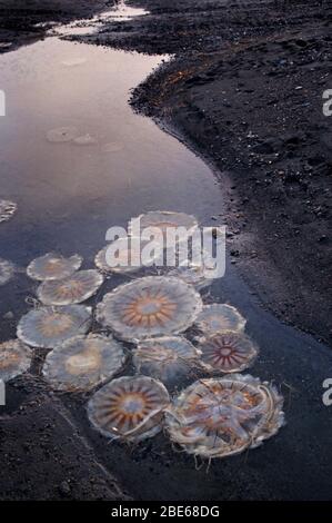 Quallen, die bei Ebbe im Flachwasser schwimmt, Barrow, Alaska, USA Stockfoto