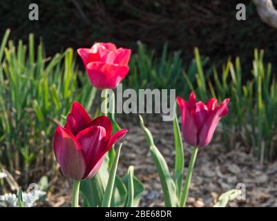 Rote Tulpen mit sanftem Sonnenlicht im Frühling in Metz France Moselle Stockfoto