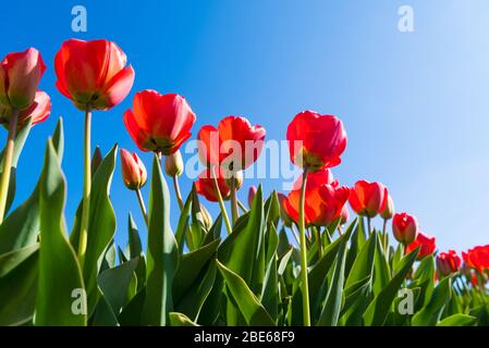 Schöne blühende rote Tulpen von unten gesehen Stockfoto