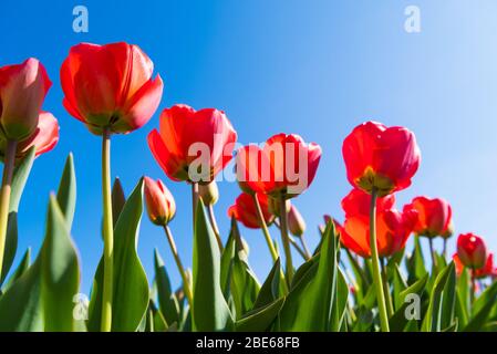 Schöne blühende rote Tulpen von unten gesehen Stockfoto