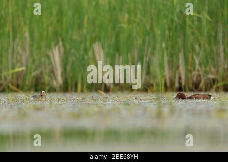 Wildente Aythya nyroca, Erwachsene, zusammen mit erwachsenen Männchen Garganey Spatula querquedula auf Sumpfsuche, Tiszaalpár, Ungarn, Mai Stockfoto